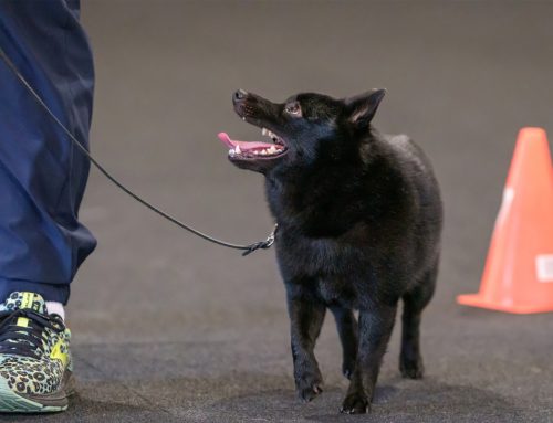 Obedience & Rally